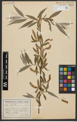 Foto von Salix alba L.